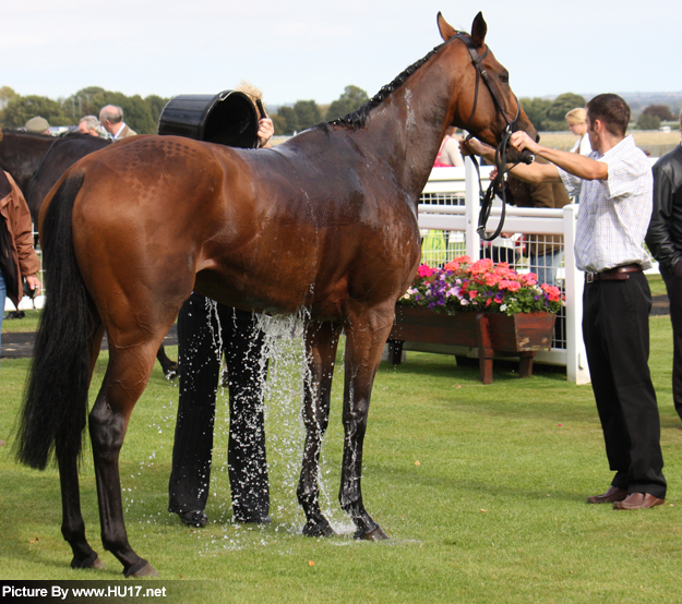 Beverley Racecourse Winner