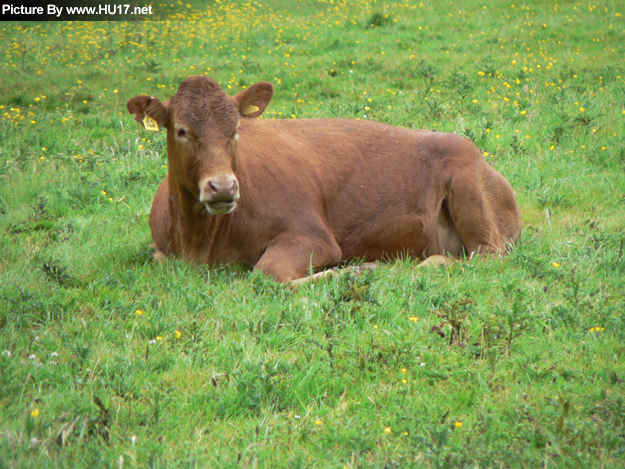 Beverley Pasture Master