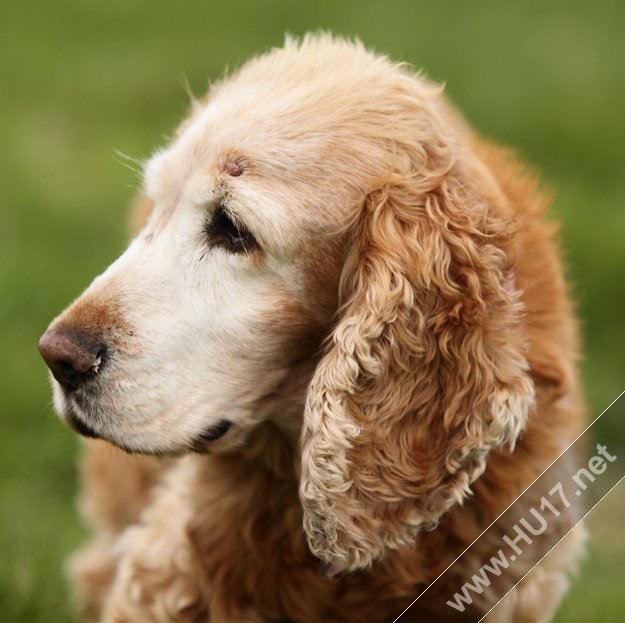 dogs-in-beverley