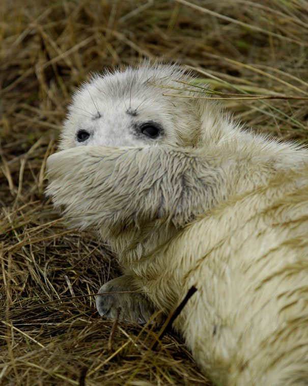 Donna Nook