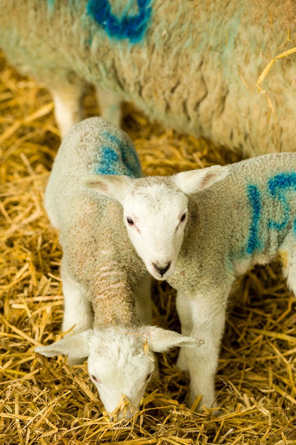 Lambing Sunday At Bishop Burton College