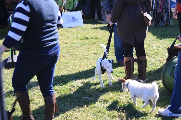 YOUR PICTURES: Point-to-Point @ South Dalton