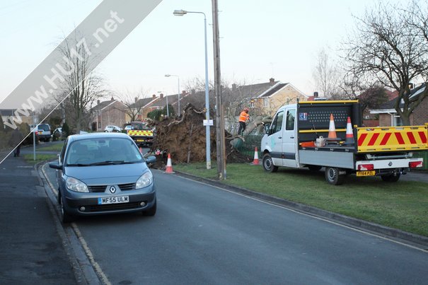 Tree Down Beverley 001