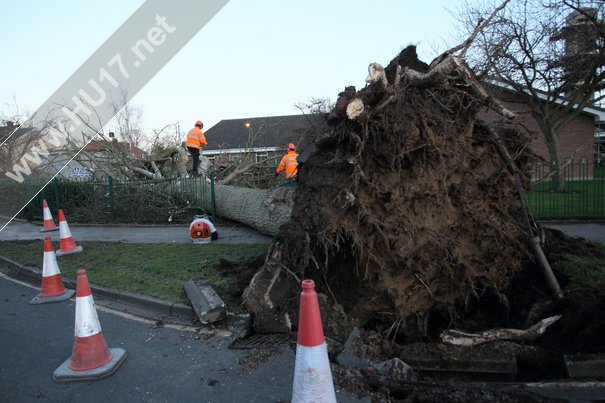 Tree Down Beverley 002