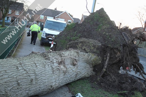 Tree Down Beverley 007