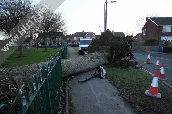 Tree Down Beverley 010