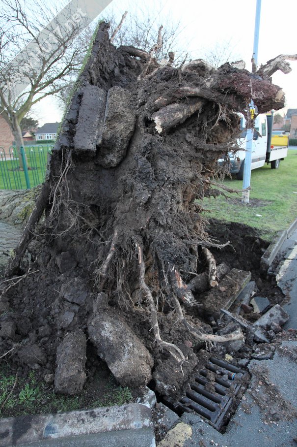 Tree Down Beverley 011