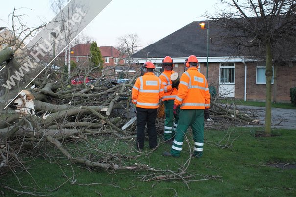 Tree Down Beverley 016