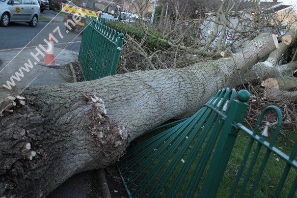 Tree Down Beverley 017