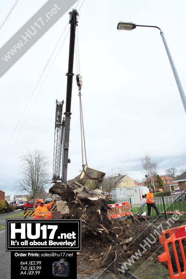 GALLERY : Council Remove Huge Fallen Tree From Manor Close, Beverley