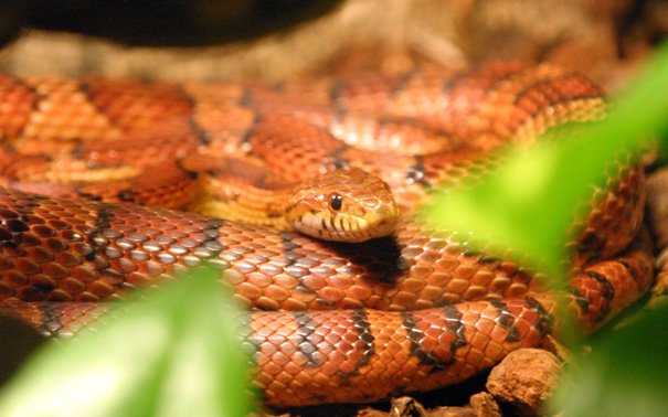 6 Exotic Pets You Didn't Know You Wanted