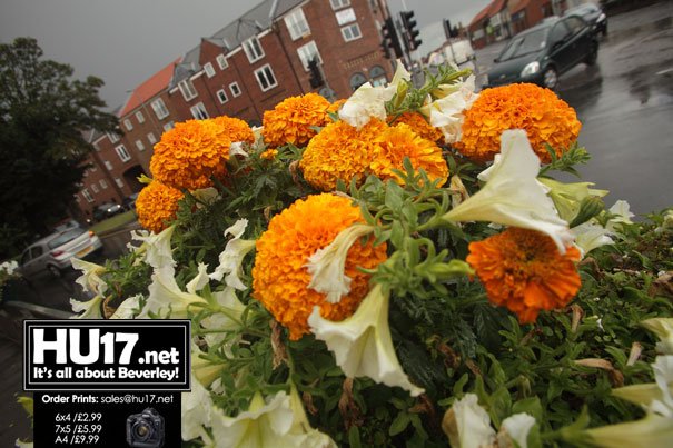 Bishop Burton Gardeners Start 2016 Season With Chrysanthemum Talk