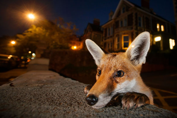 World Famous Wildlife Photography Exhibition To Be Hosted In Beverley