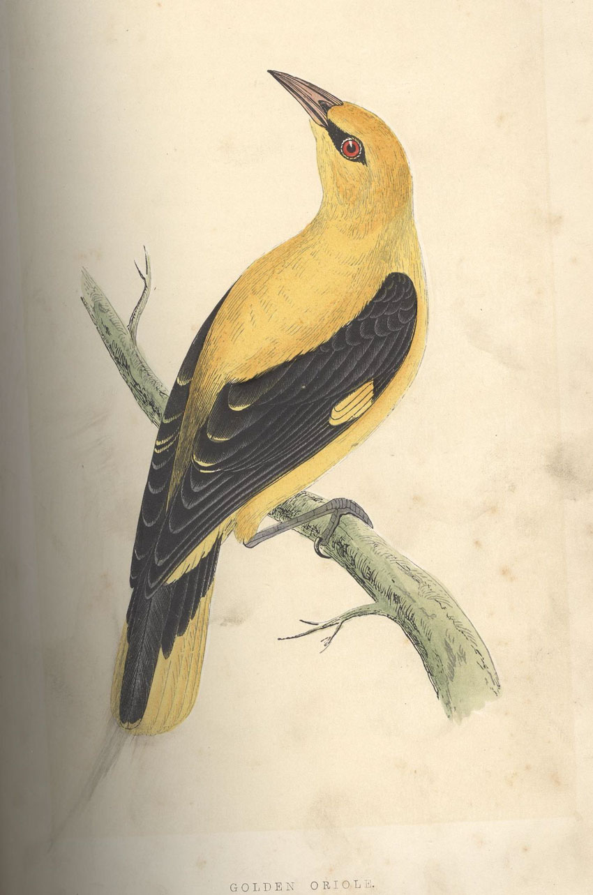 Tales From The Treasure House : Amazing Wildlife Pictures From The 19th Century