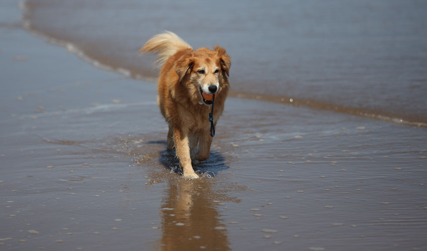 Beach Dog Restrictions To Begin For Summer Season