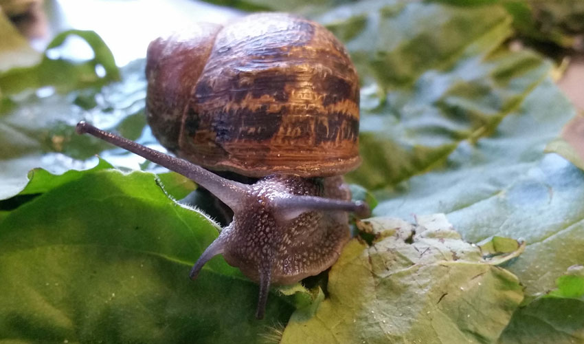 Nature of Animals Tests Local Schools Wild Life Photography Skills