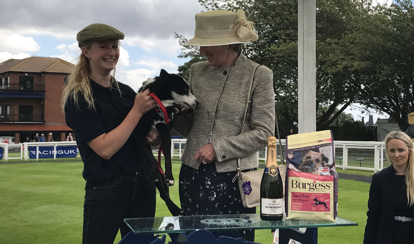 Beau Bounds To Bark Glory At Beverley