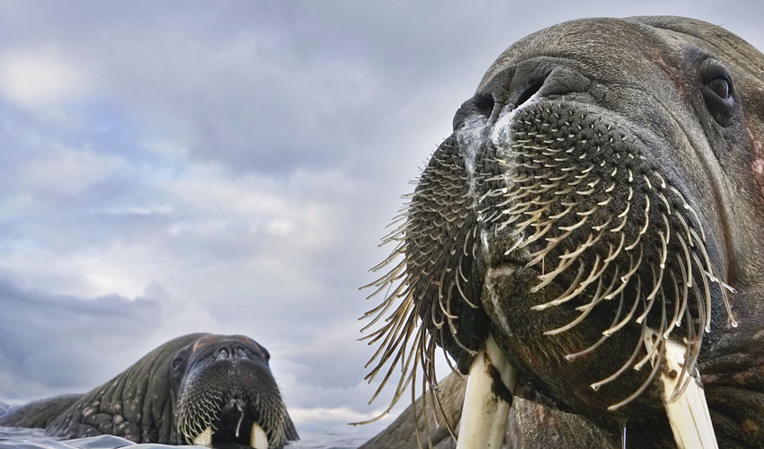 Wildlife Photographer Of The Year Exhibition Will Return To Beverley