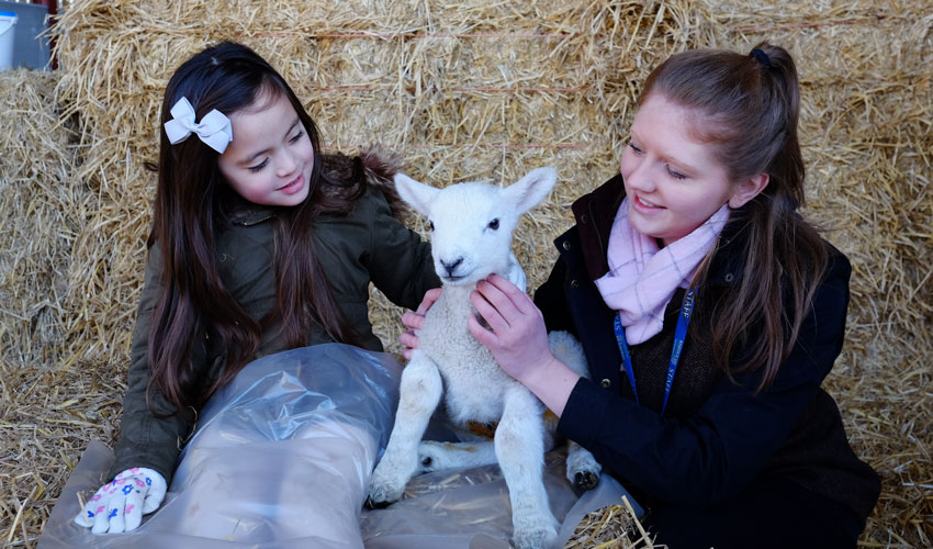 Lambing Sunday Returns To Bishop Burton College This Month