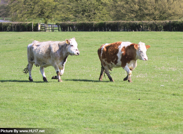 Cattle And Sheep Back On Beverley Westwood Its All About Beverley 1658