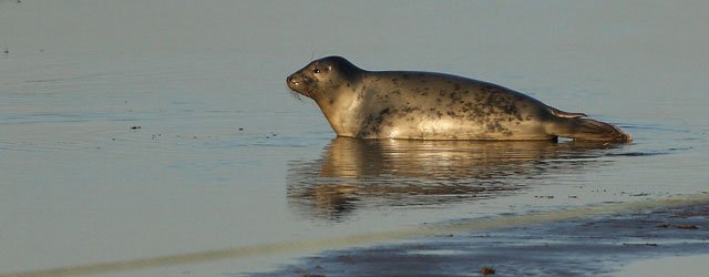 Donna Nook Seals