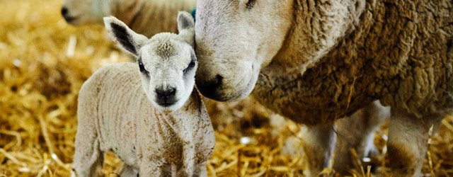 Bishop Burton College’s Diamond Jubilee Lambing Sunday