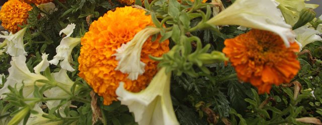 Bishop Burton Gardeners Start 2016 Season With Chrysanthemum Talk