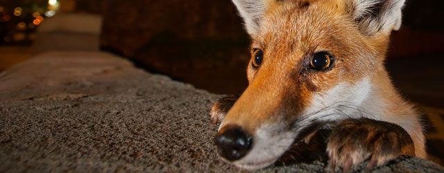 World Famous Wildlife Photography Exhibition To Be Hosted In Beverley