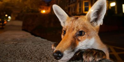 Wildlife Photographer Of The Year Exhibition In Beverley Now Open Every Sunday