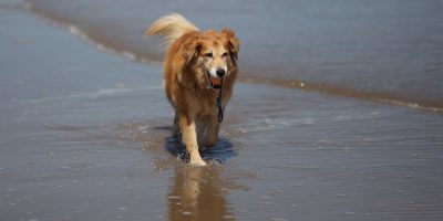 Beach Dog Restrictions To Begin For Summer Season