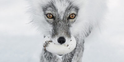 Wildlife Photographer Of The Year Exhibition Heads Back To Beverley