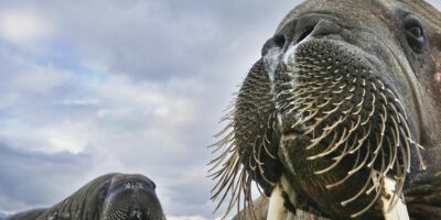 Wildlife Photographer Of The Year Exhibition Will Return To Beverley