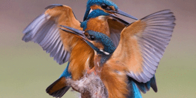 Wildlife Photography Workshop At The Treasure House In Beverley