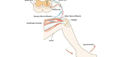 Medical Illustrator Acclaimed By Industry To Hold Talk At Treasure House