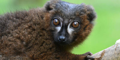 Life In Lockdown At Award-Winning Yorkshire Wildlife Park