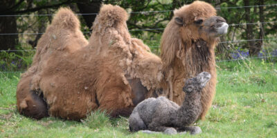 Double Baby Camel Arrival At Yorkshire Wildlife Park