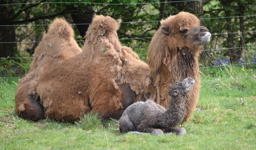 Double Baby Camel Arrival At Yorkshire Wildlife Park