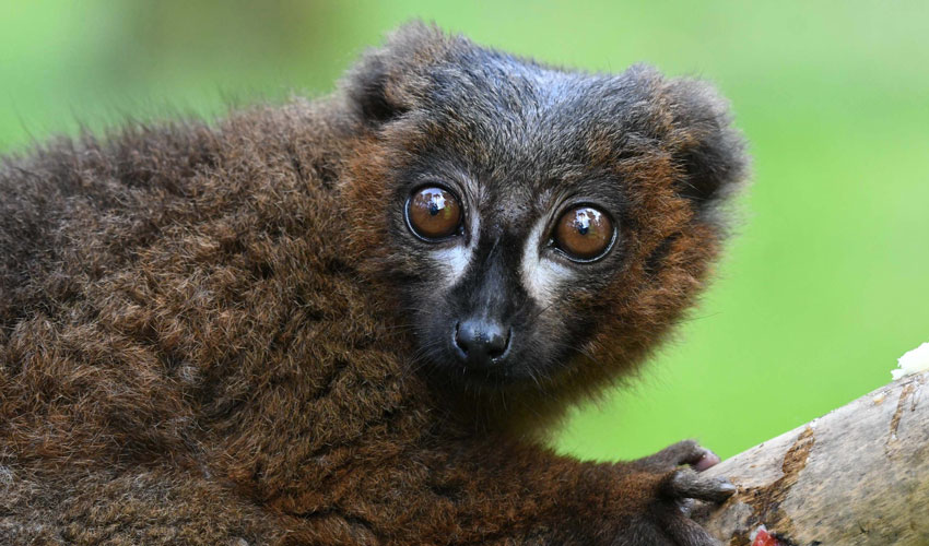 Opening Day At Yorkshire Wildlife Park After Lockdown