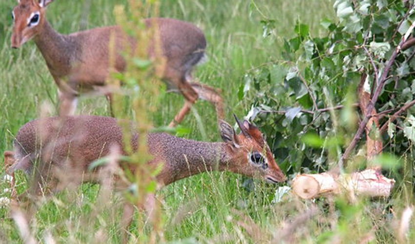 Yorkshire Wildlife Park Welcome A New Family Of Unique Antelopes