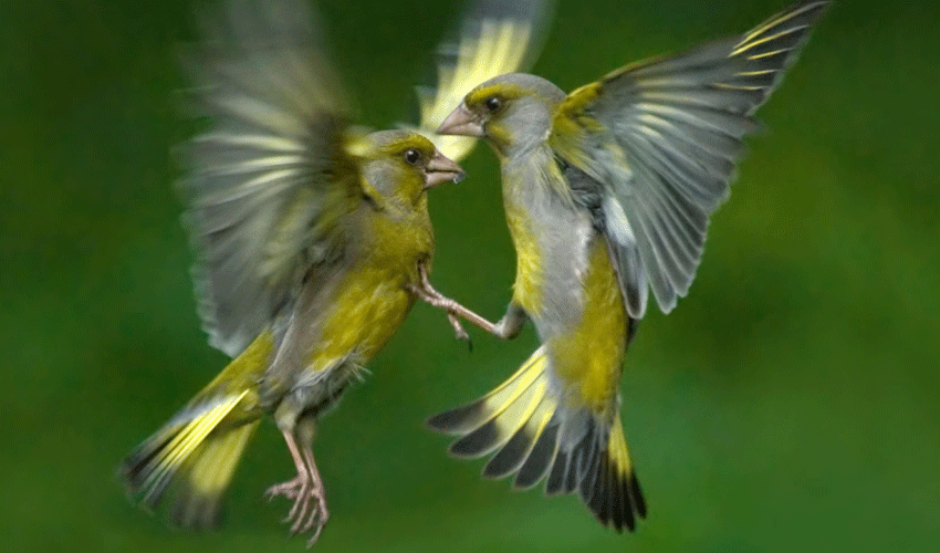 Housebuilder Encourages Residents To Give Birds The Special Tweetment This Lockdown