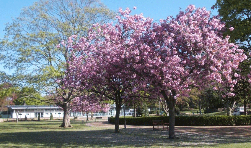 Hull Named A Tree City Of The World In Global List