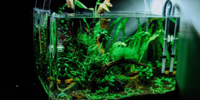 6 Aquarium Maintenance Tips For Successful Fish Keeping