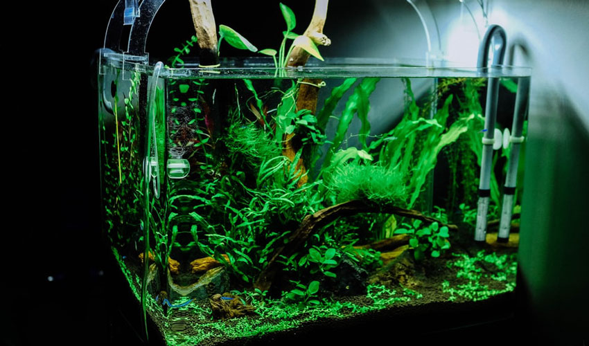 6 Aquarium Maintenance Tips For Successful Fish Keeping