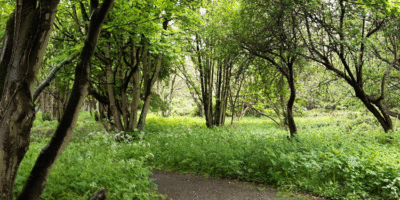 Natural Woodland In Hull To Be Preserved By Hull City Council