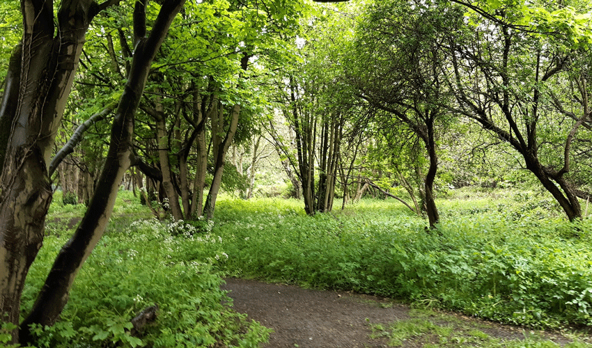 Natural Woodland In Hull To Be Preserved By Hull City Council