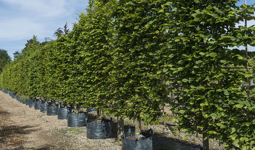 Grower Celebrates Record Year Of Trading As Customers Invest Their Gardens