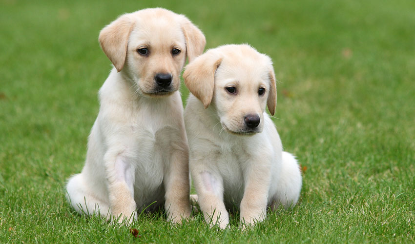 Puppy Raisers Wanted In Beverley By Sight Loss Charity