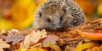 This Bonfire Night Take Care of Hedgehogs By Following These Tips