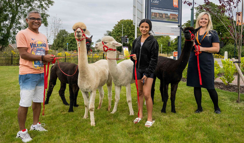 Bellway Homes Celebrates Summer Event And Show Home Opening With Unique Alpaca Experience At Bishop’s Gate