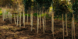 A Quarter Of A Million Trees Planted By Humber Forest